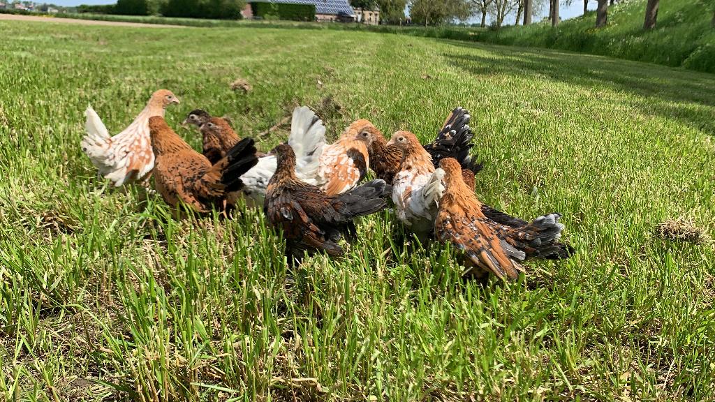 Jonge tamme Sabelpoot kriel kippen gesekst & ingeënt, Femelle, Poule ou poulet