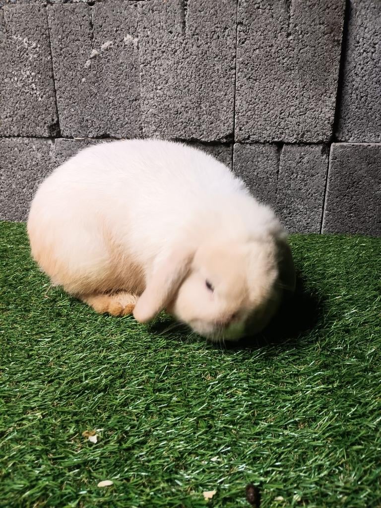 Verschillende kleuren Nederlandse dwerghangoren, Dieren en Toebehoren, Konijnen, Mannelijk, Dwerg, Hangoor