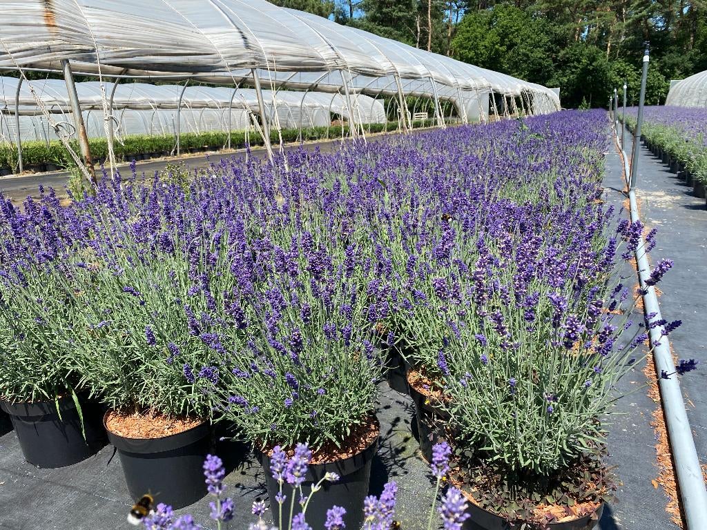 Lavendel, Tuin en Terras, Planten | Tuinplanten, Ophalen, Vaste plant