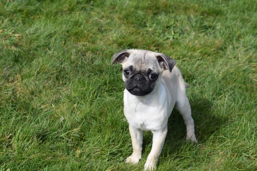 Nouveau nid pour chiots Carlin, 15 semaines à 1 an, Étranger, Hépatite contagieuse (maladie de Rubarth), Plusieurs animaux