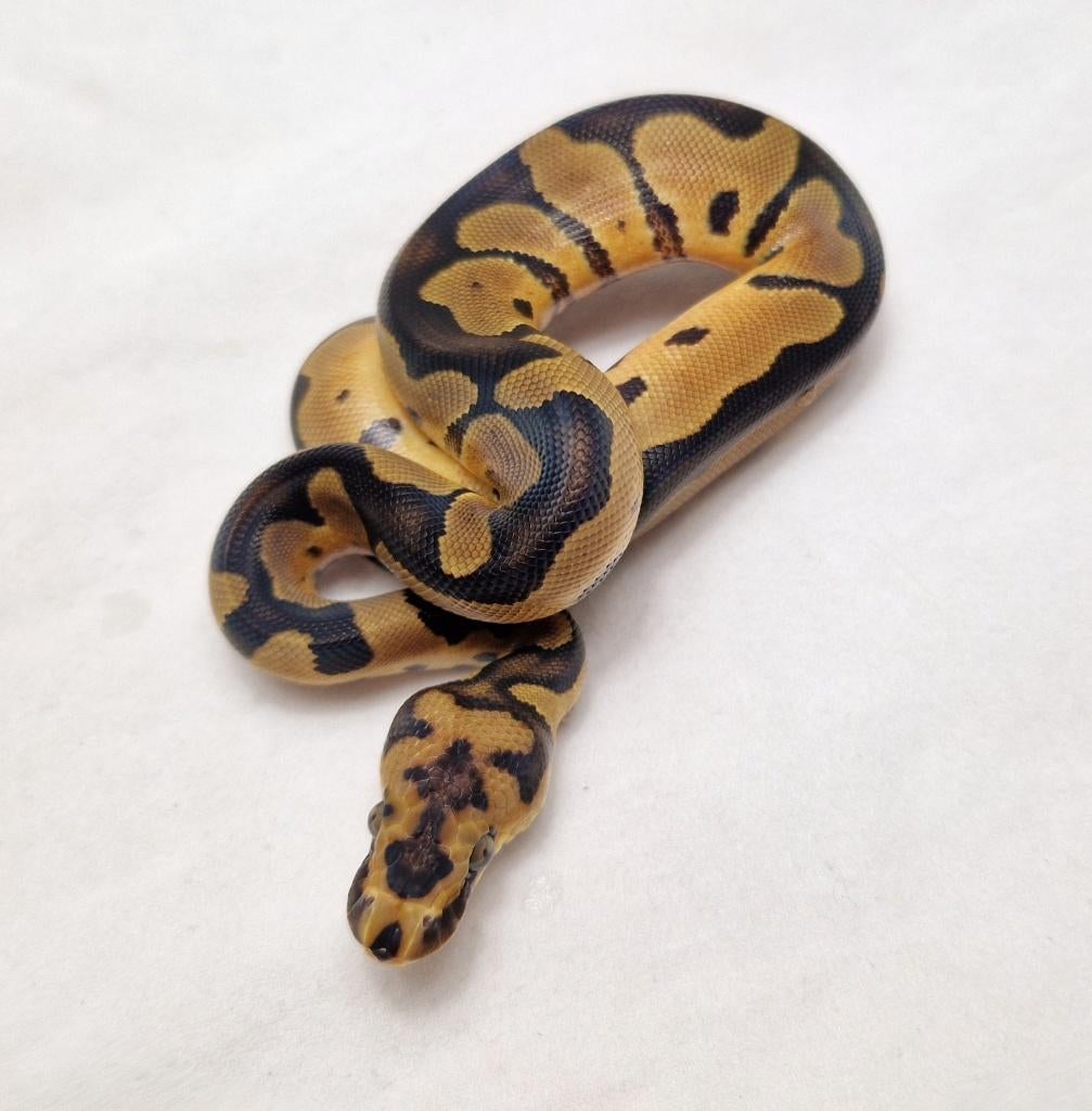 Clown het Desert ghost man, Dieren en Toebehoren, Slang, Tam, 0 tot 2 jaar