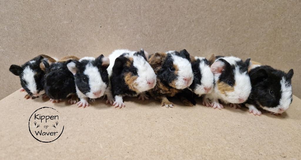 Raszuivere US Teddy cavia’s – zeugjes en beertjes, Dieren en Toebehoren, Knaagdieren, Januari, Meerdere dieren, Cavia