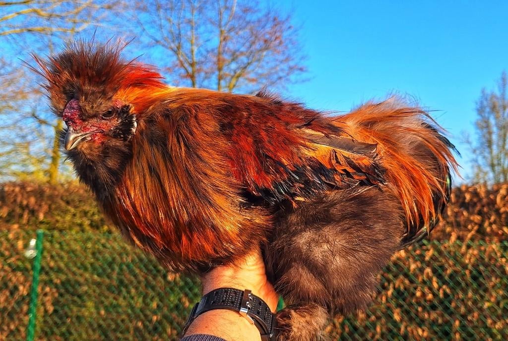 Koppel Zijdehoenders