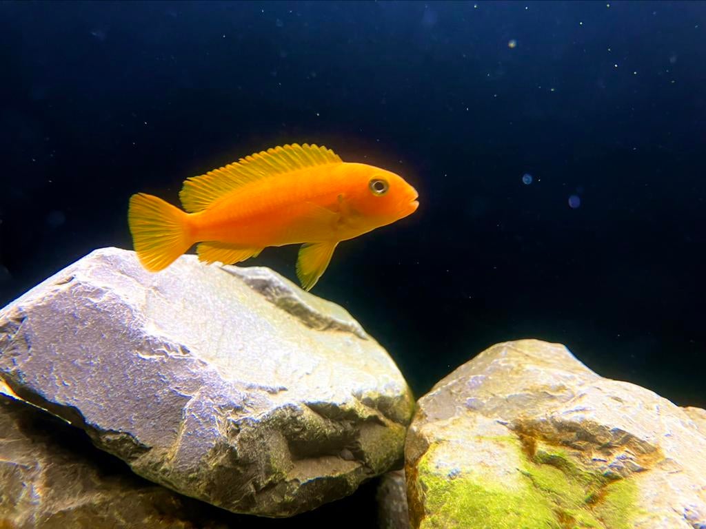 Chindongo Saulosi, Dieren en Toebehoren, Vissen | Aquariumvissen, Zoetwatervis, Vis