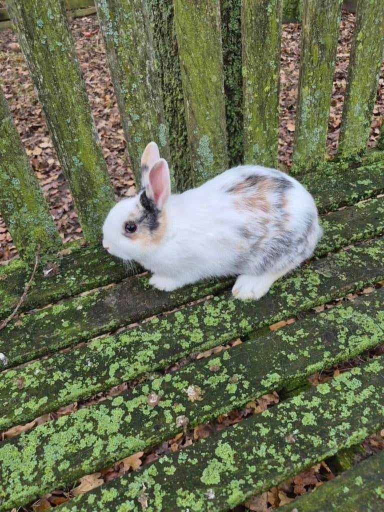 Dwergkonijn voedster, Femelle, Nain, 0 à 2 ans