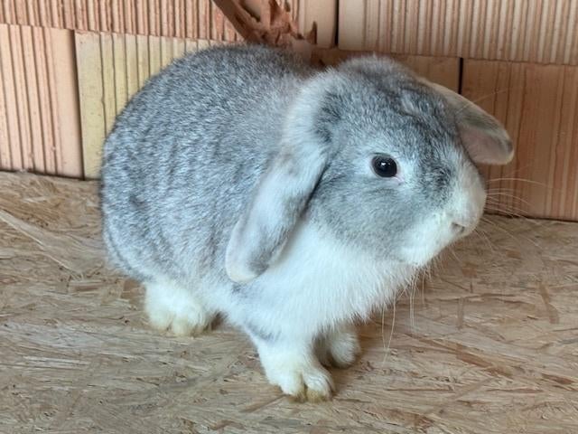 Lapin pygmée hollandais à nez suspendu, Animaux & Accessoires, Lapins