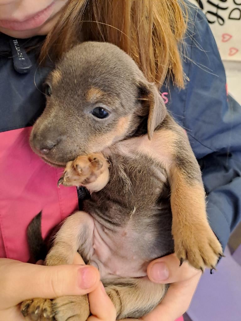 Blauw jack russel meisje, Hépatite contagieuse (maladie de Rubarth), Chienne, Belgique, 8 à 15 semaines