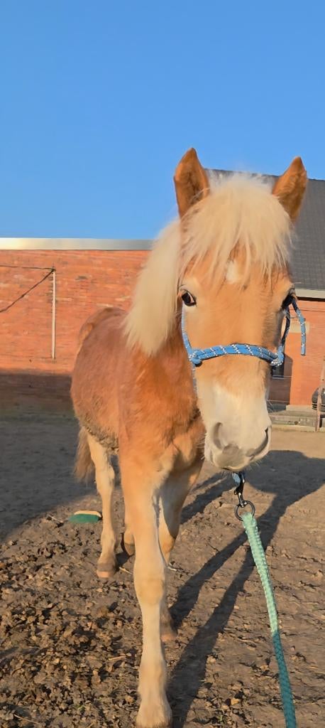 Haflinger jaarling, Dieren en Toebehoren, Paarden, Minder dan 160 cm, 0 tot 2 jaar, Hengst, Gechipt