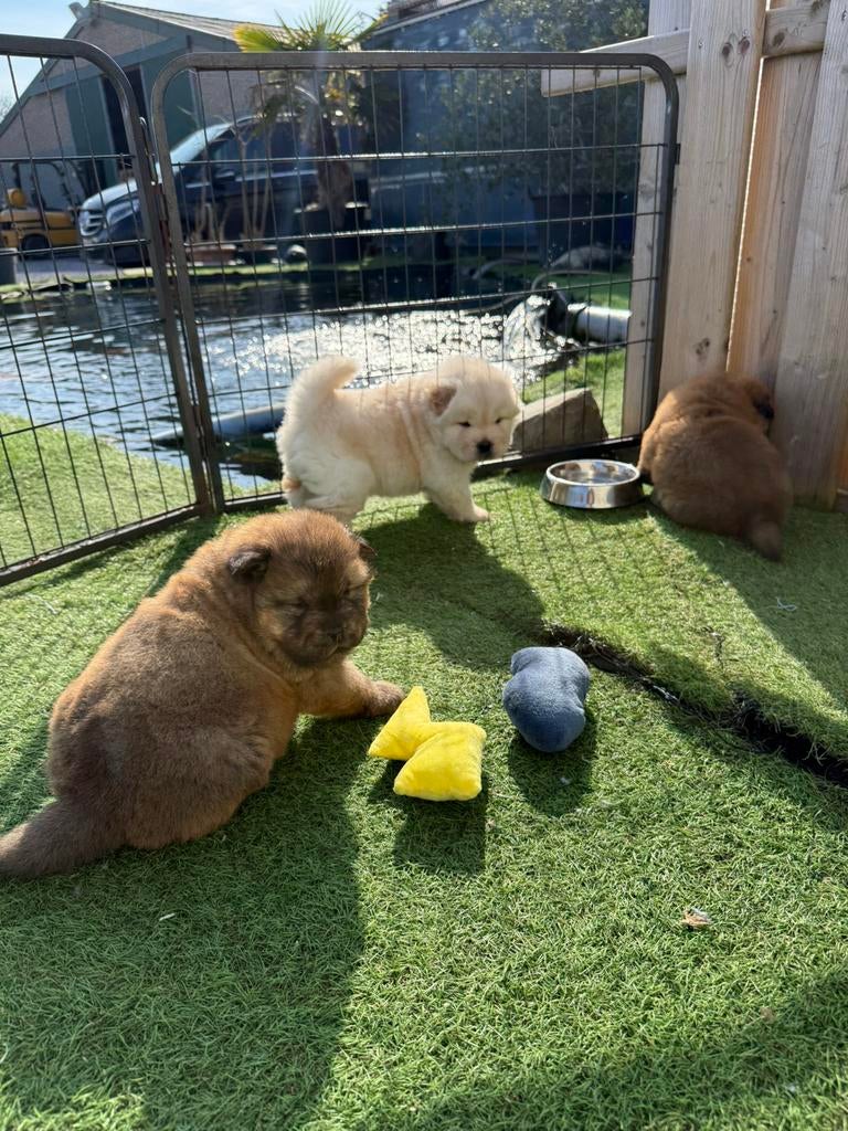 Mooie chow chow pups, Parvo, België, 8 tot 15 weken, Poolhond