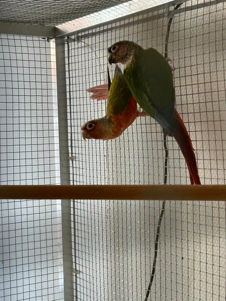 Couple de conure molina, Animaux & Accessoires, Enlèvement