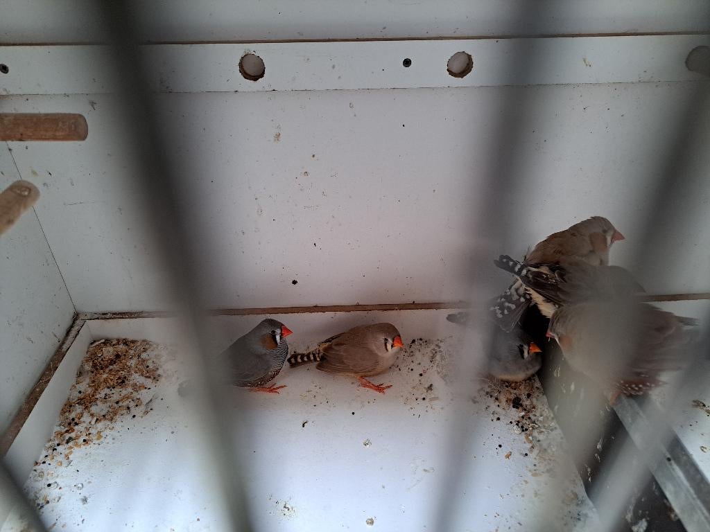 Zebravinken, Dieren en Toebehoren, Vogels | Overige Vogels, Meerdere dieren