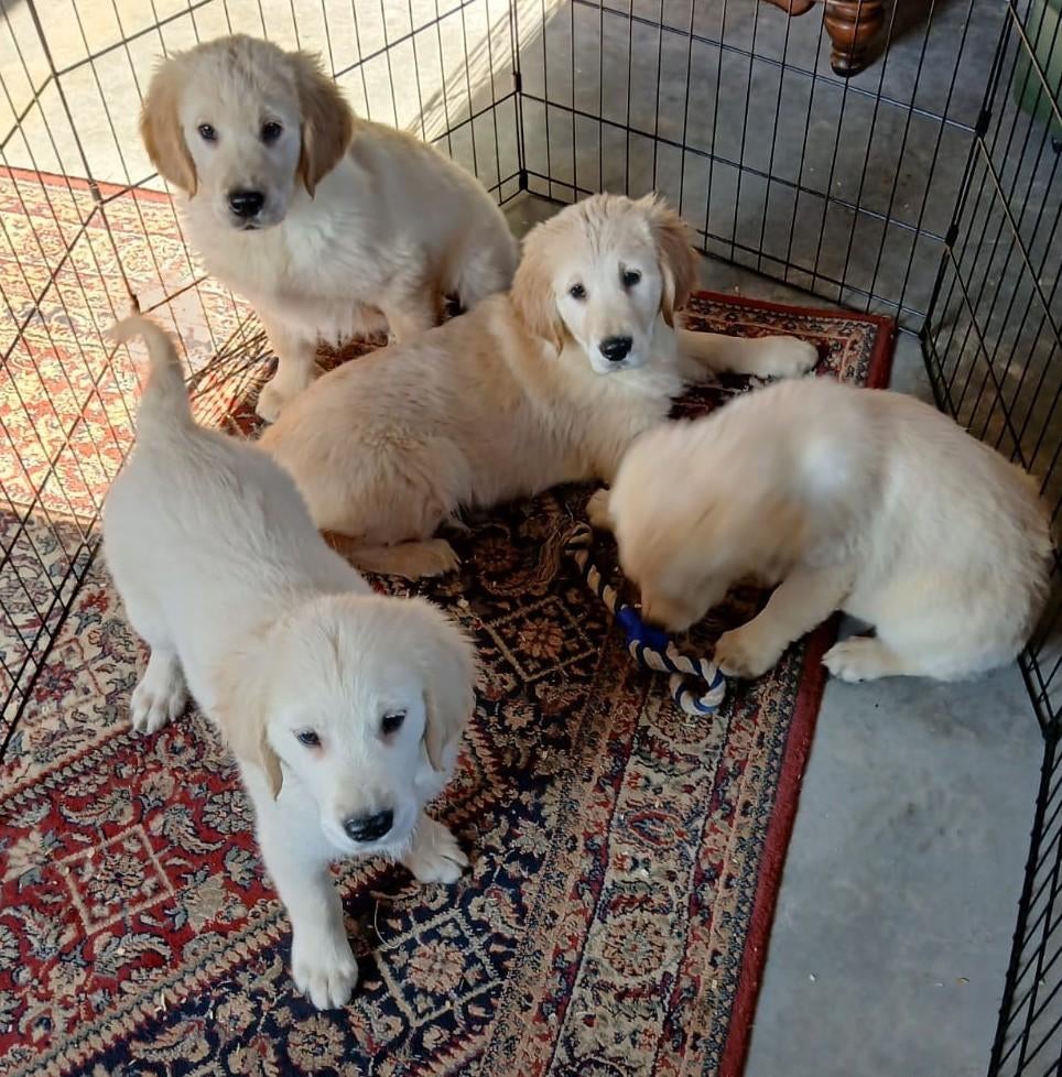 Chiots Golden Retriever, Golden retriever, Plusieurs, Hépatite contagieuse (maladie de Rubarth), Belgique