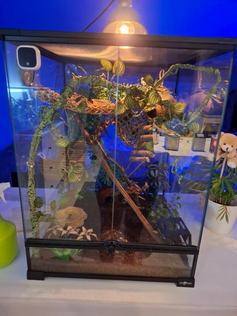 Terrarium complet neuf (lire l'annonce)