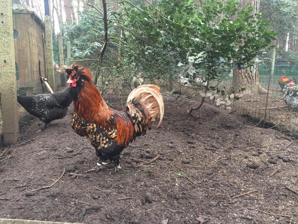 Broedeieren Pavlov, Dieren en Toebehoren, Pluimvee