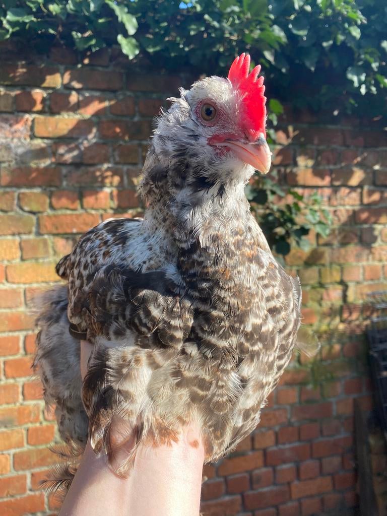 Haantje faverolles, Animaux & Accessoires, Mâle, Poule ou poulet