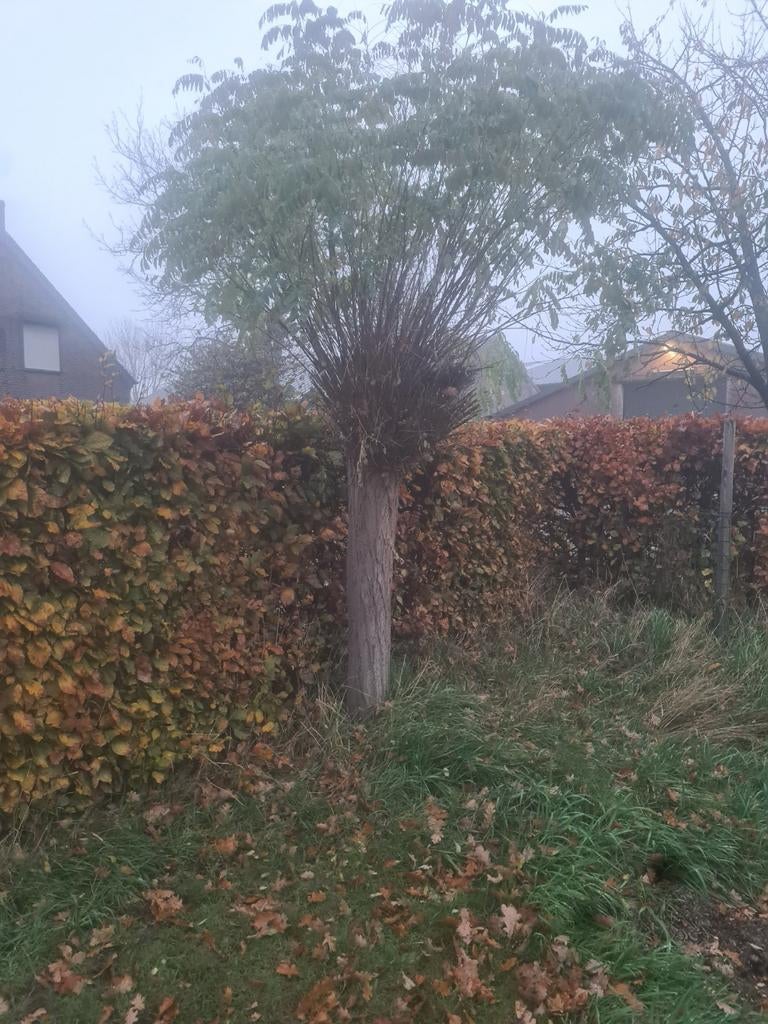 2 mooie bolacacia te koop, Enlèvement, Plein soleil, Arbre à bulbes, 400 cm ou plus