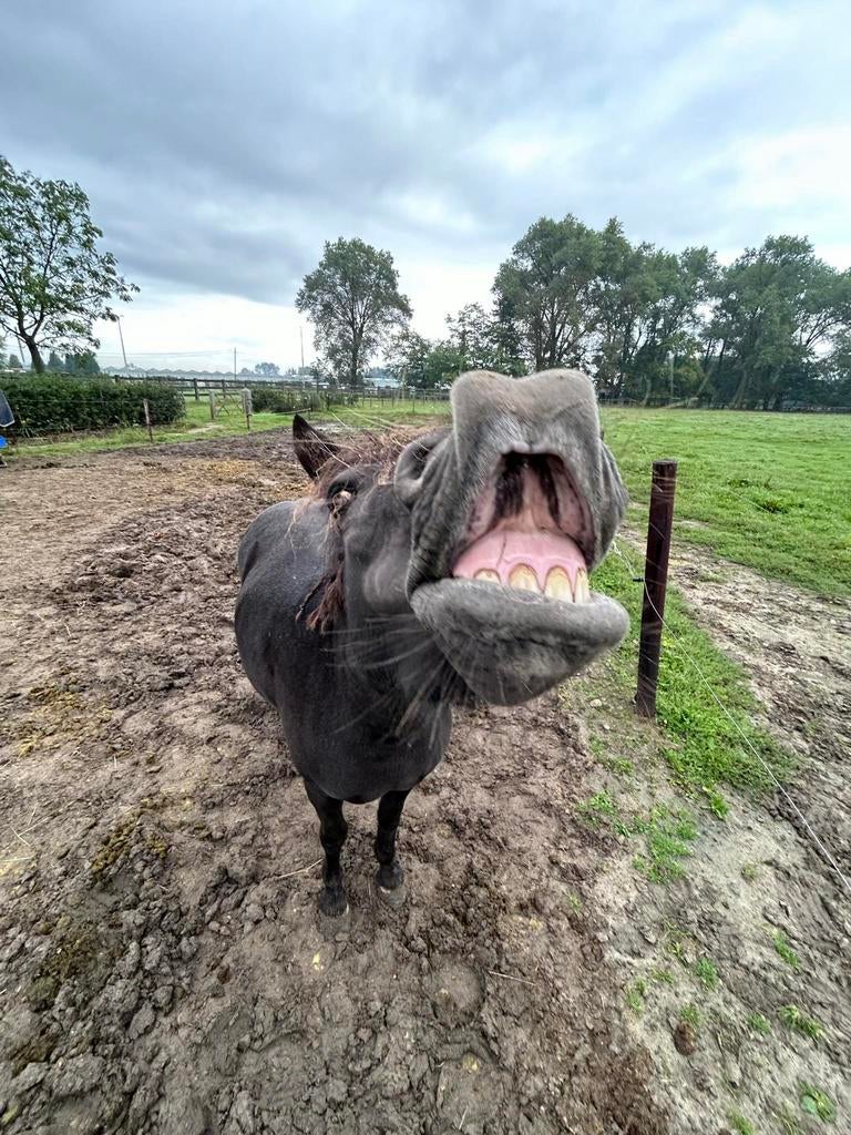 Lieve a-pony, Dieren en Toebehoren, Pony's, Merrie, A pony (tot 1.17m), Gechipt