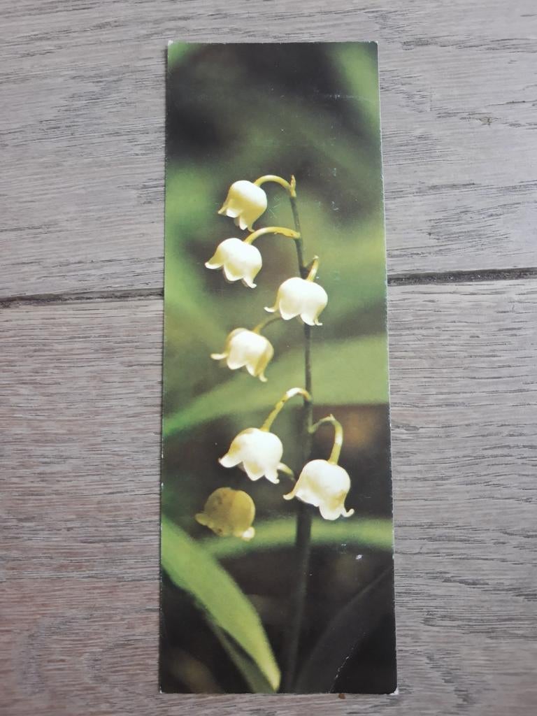 Exposition « Herbier - J. Van den Haute » 1979, Deinze, Enlèvement ou Envoi