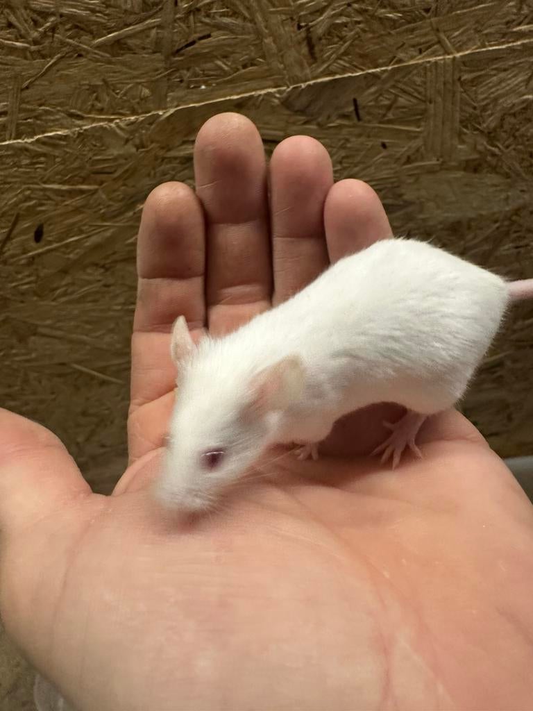 Souris blanches à vendre, Animaux & Accessoires, Reptiles & Amphibiens, Autres espèces, 0 à 2 ans