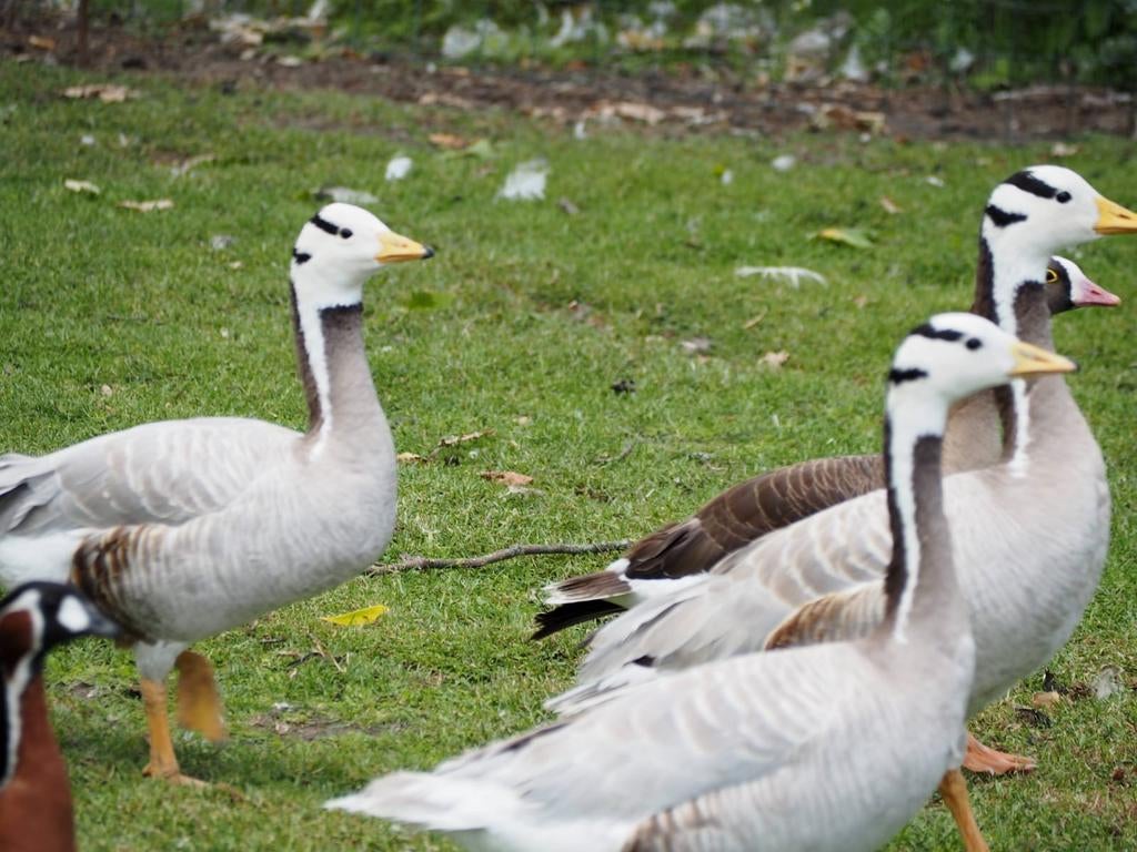 Ganzen Streepkopganzen, Plusieurs animaux, Oie ou Cygne