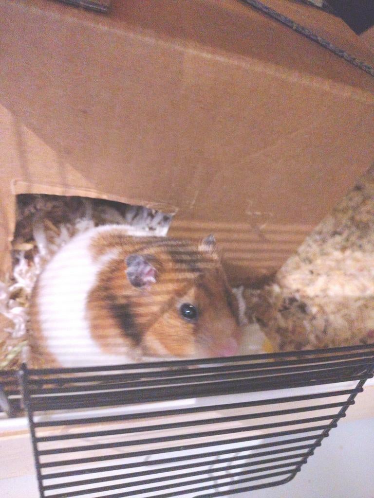 Lieve goudhamstertjes te koop., Dieren en Toebehoren, Knaagdieren, Meerdere dieren, Hamster, Oktober