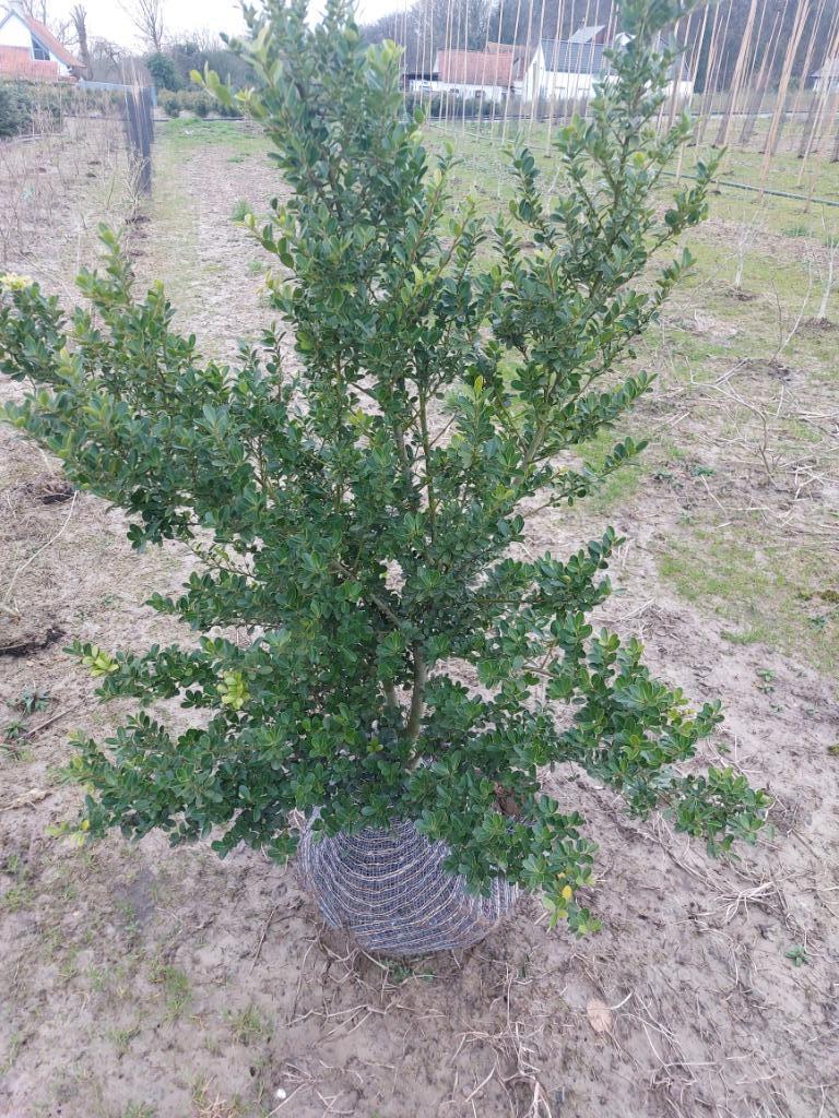 Ilex crenata Green Hedge ou Caroline Upright, Enlèvement, Autres espèces, Haie, Moins de 100 cm