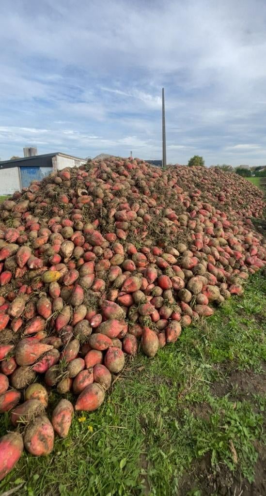 Voederbieten te koop, Enlèvement ou Envoi