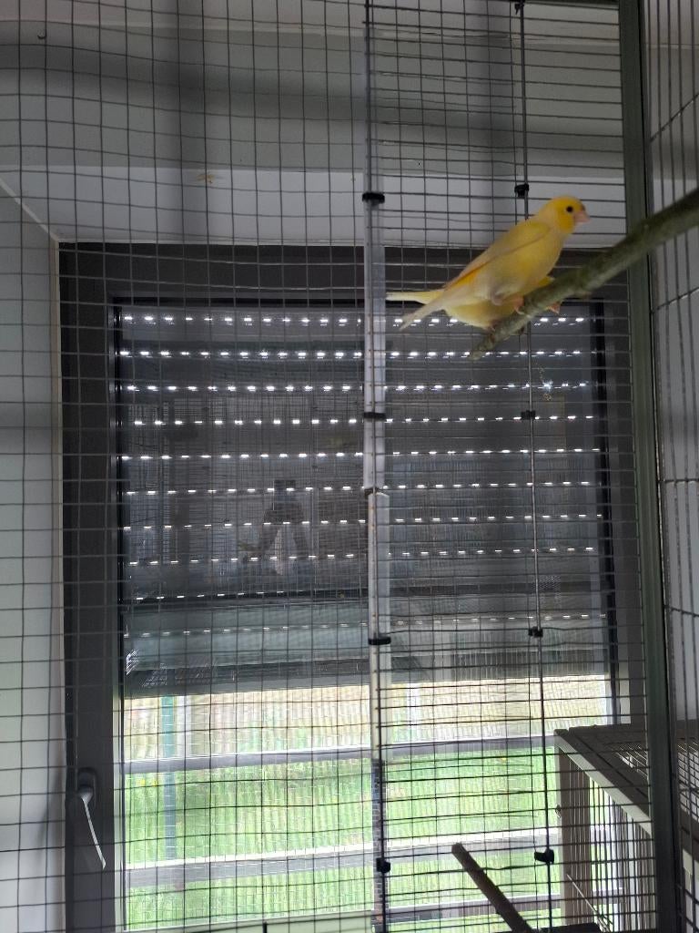 Canari, Plusieurs animaux, Canari chanteur
