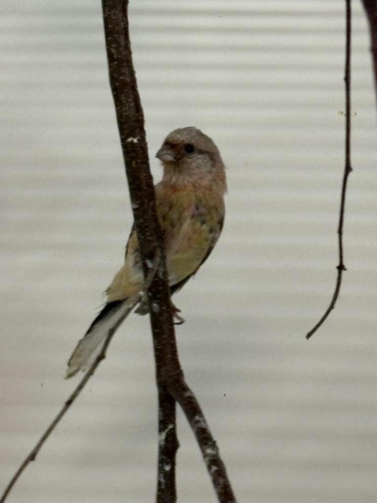 Meesgoudvink man, Dieren en Toebehoren, Vogels | Kanaries