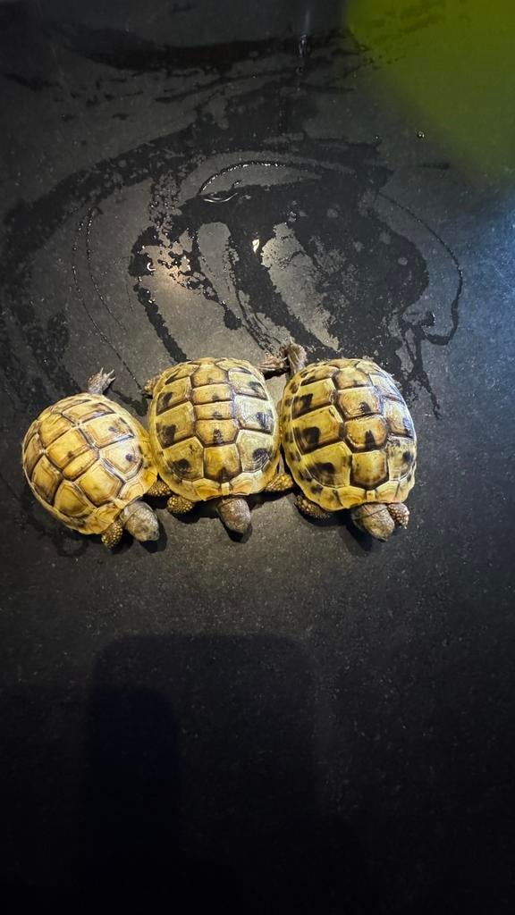 Griekse landschildpadden, 0 tot 2 jaar