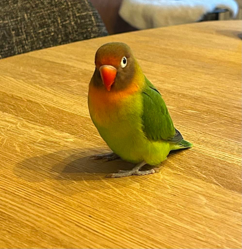 Poupée Agapornis très apprivoisée, Animaux & Accessoires, Femelle, Perroquet nain ou Inséparable, Parleur