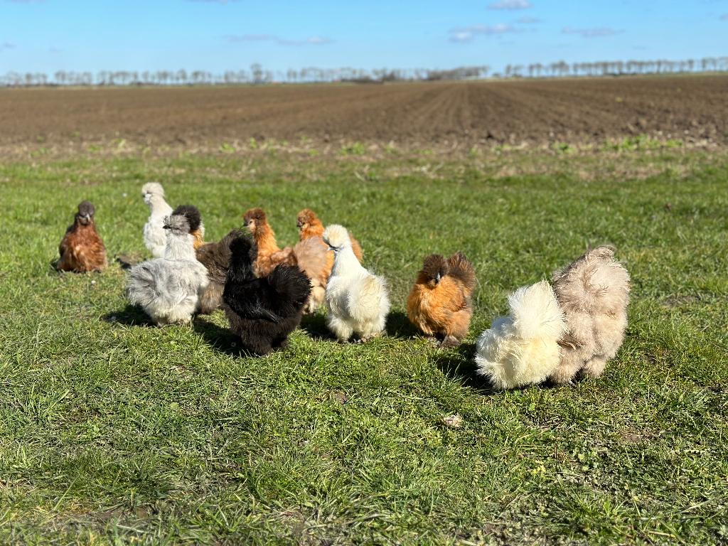 Jonge tamme Zijdehoen kriel kippen gesekst & ingeënt, Dieren en Toebehoren, Vrouwelijk, Kip