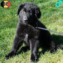 chiots Berger Allemand noir à poil long et à poil court, 15 semaines à 1 an, Commerçant, Plusieurs, Hépatite contagieuse (maladie de Rubarth)