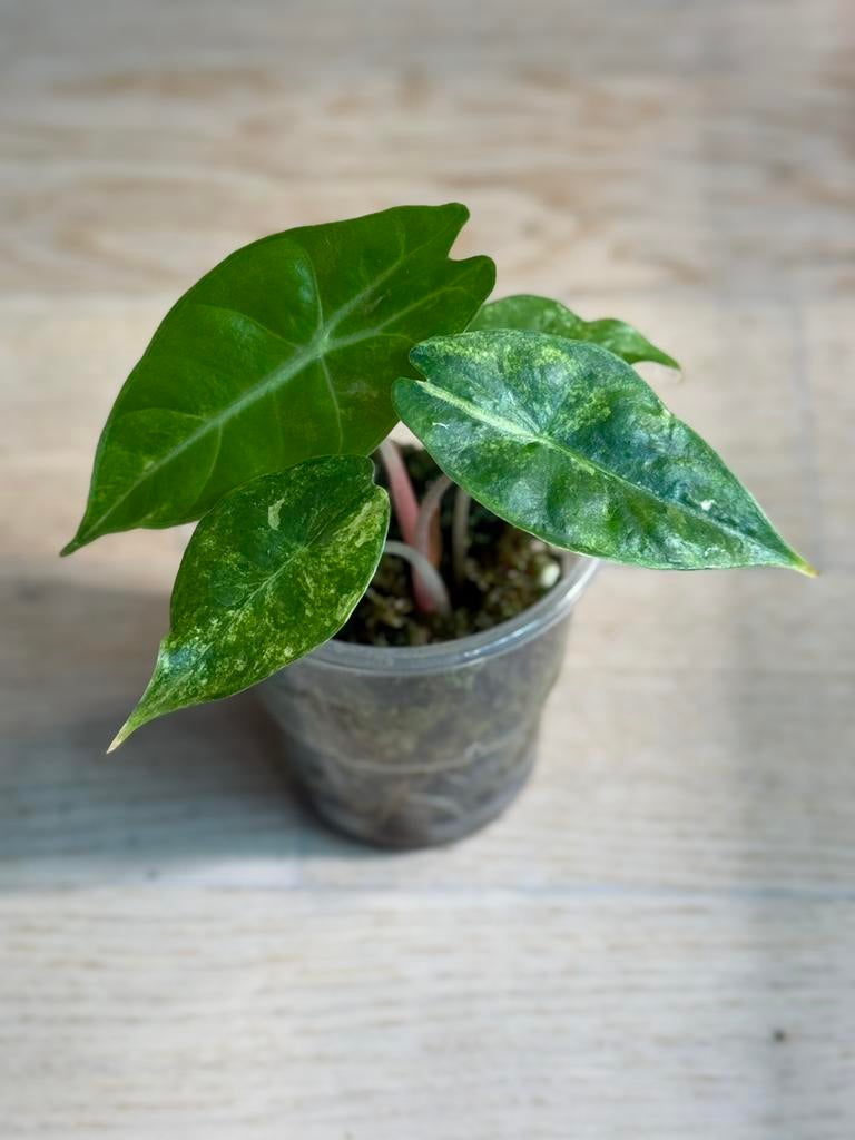 Alocasia Nairobi Nights Variegata, Enlèvement ou Envoi