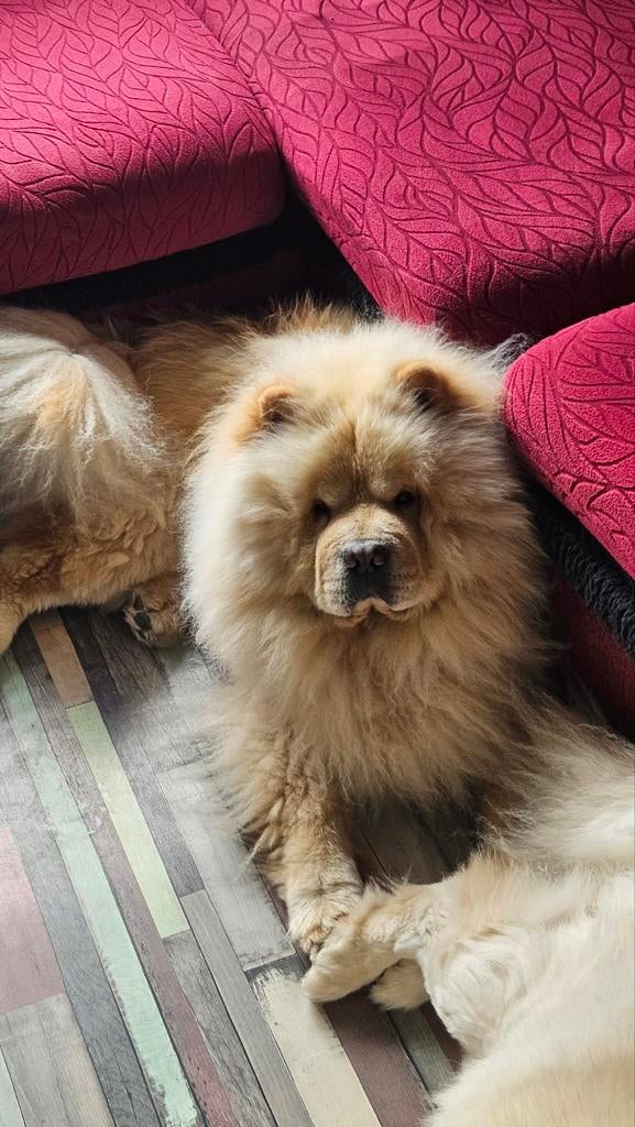 Chow Chow Stud, 3 à 5 ans, Chien (mâle), Hépatite contagieuse (maladie de Rubarth), Belgique