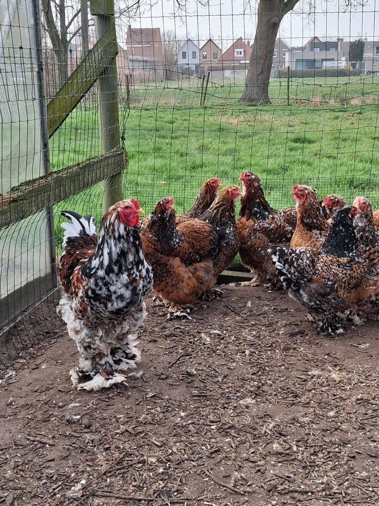 Broedeieren brahma porcelein