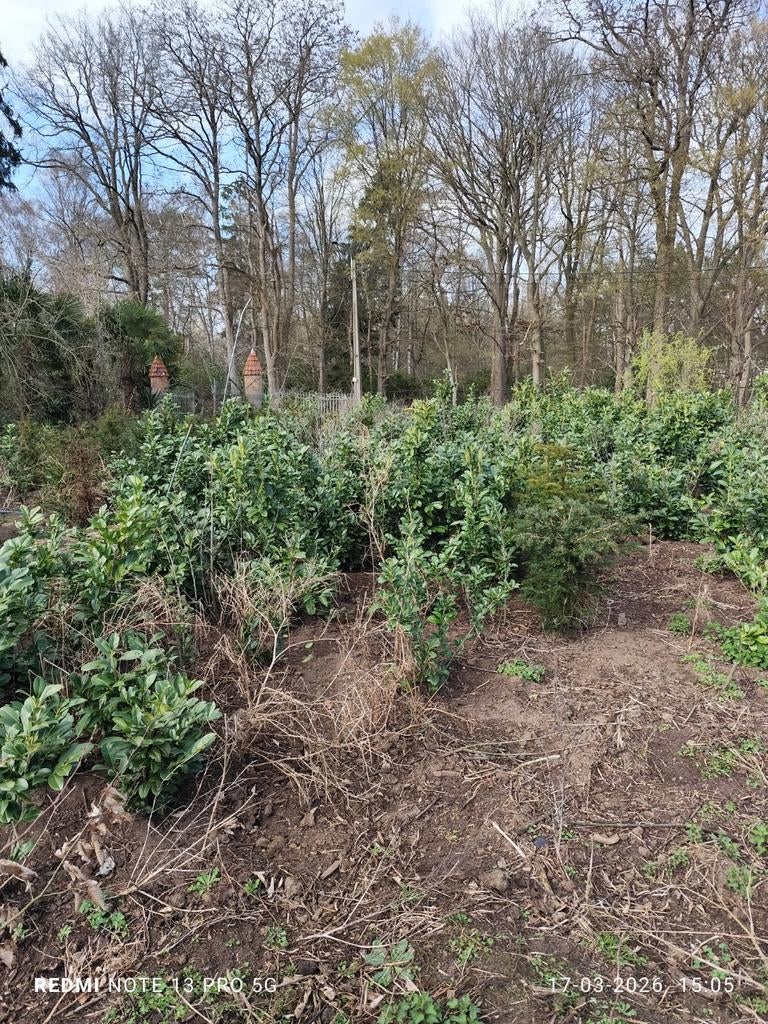 Groen laurier 1 m 3euro, Tuin en Terras, Ophalen, Laurier, Haag, 100 tot 250 cm