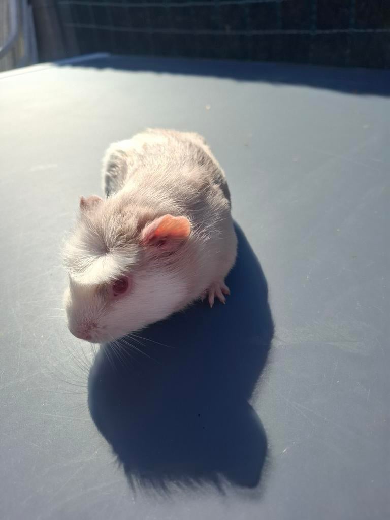 Cavia's, Dieren en Toebehoren, Knaagdieren, Februari, Geslacht onbekend, Cavia