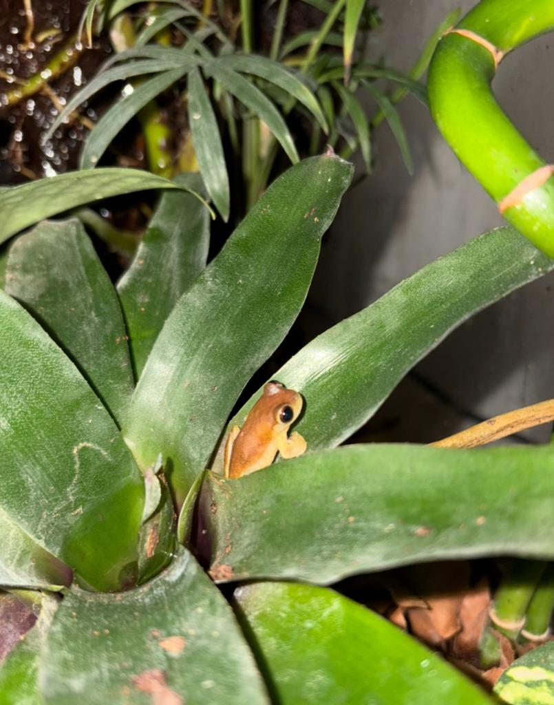 Clownkikkers, Dieren en Toebehoren, Reptielen en Amfibieën, Amfibie, 3 tot 6 jaar