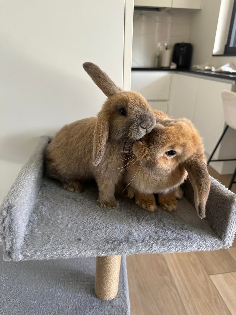 Dwergkonijntjes, Dieren en Toebehoren, Konijnen, Meerdere dieren, Dwerg, Hangoor, 0 tot 2 jaar