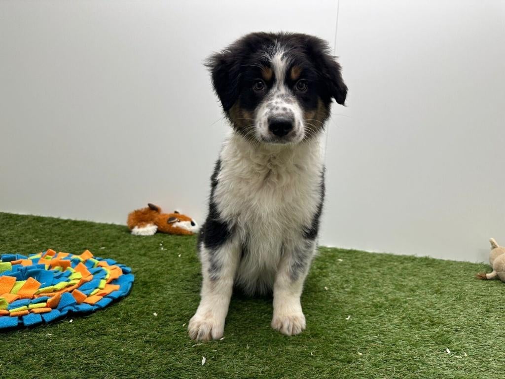 Australische Herder pups, België, 8 tot 15 weken, Parvo, Meerdere