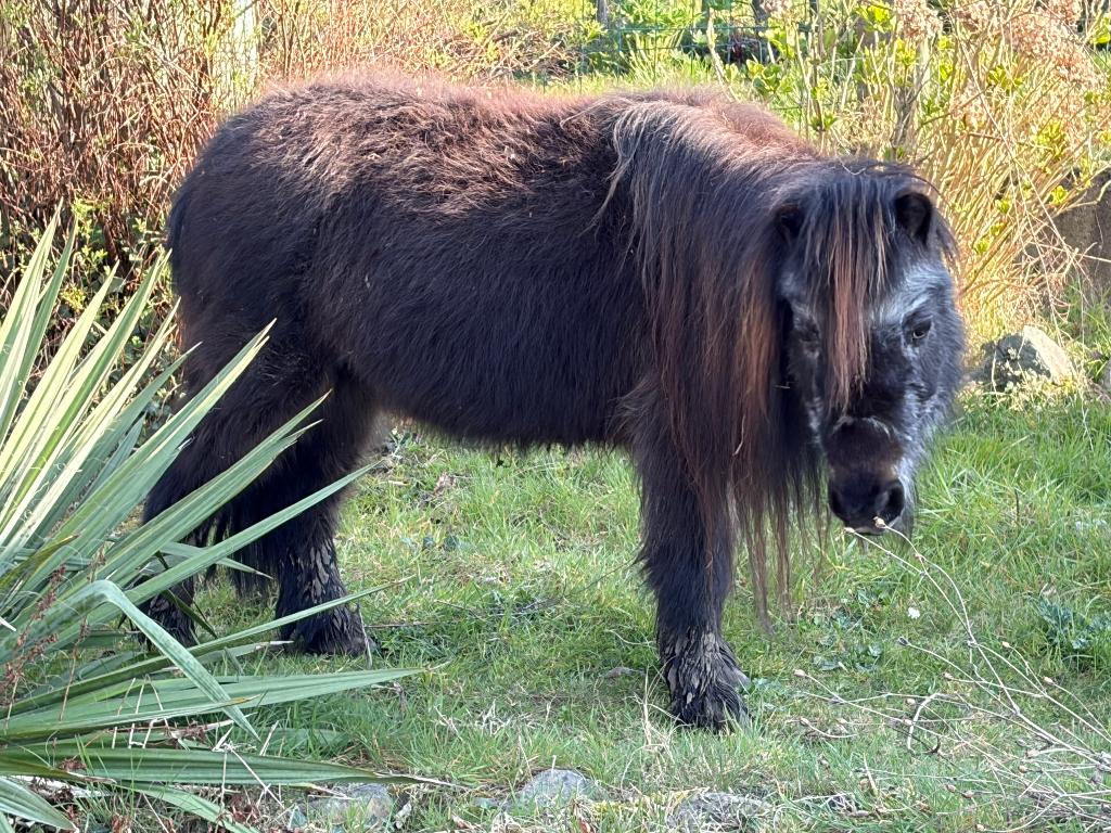 Pony als weidemaatje, Merrie, Niet van toepassing, A pony (tot 1.17m), 11 jaar of ouder