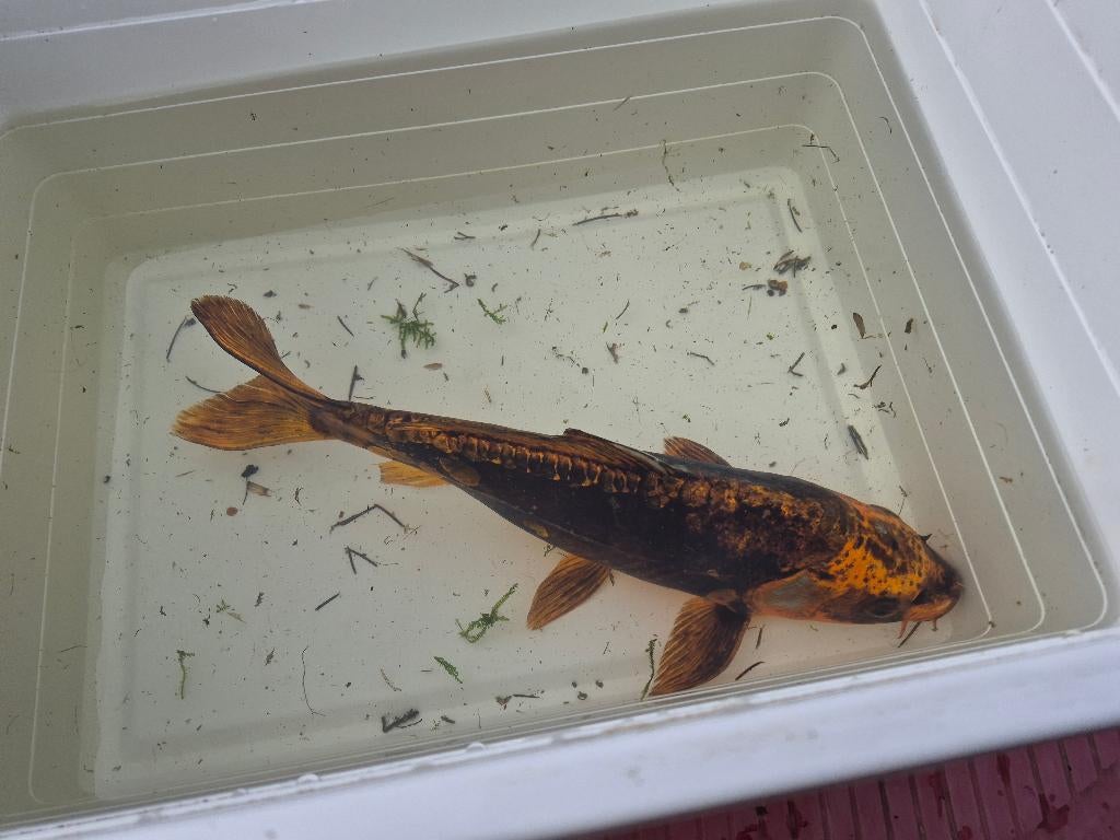 Koi, Dieren en Toebehoren, Vissen | Vijvervissen, Karper of Koi