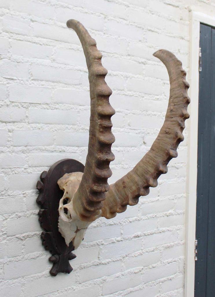 Hoorns ALPEN STEENBOK (Capra ibex) op schild - gewei, Ophalen, Gebruikt, Wild dier, Gewei of Kop