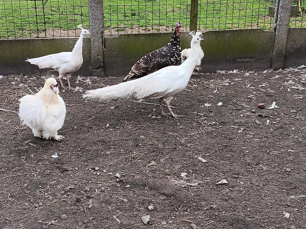 witte pauw haan, Dieren en Toebehoren, Mannelijk