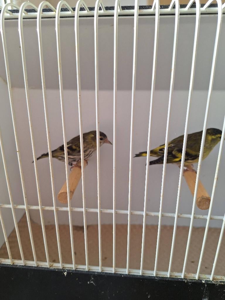 Oiseaux, Animaux & Accessoires, Plusieurs animaux, Oiseau chanteur sauvage, Bagué