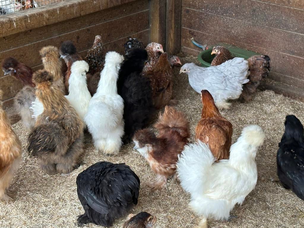 Zijdehoenders verschillende kleuren