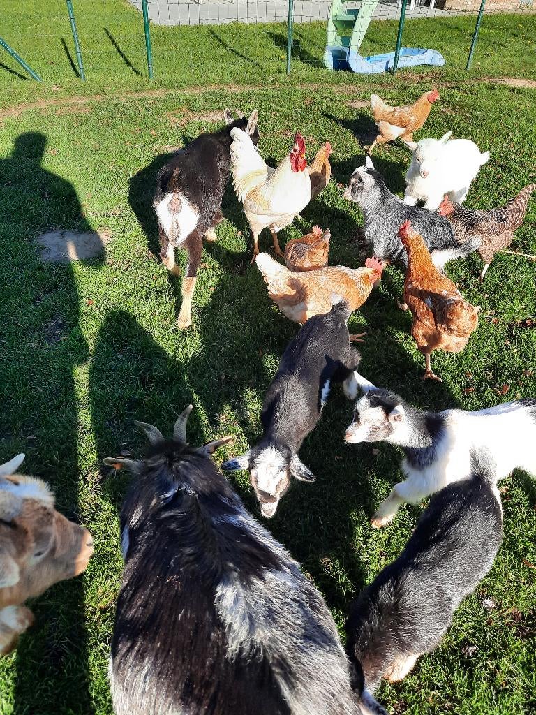 BROEDEIEREN BRUINE LEGKIPPEN, Dieren en Toebehoren, Kip