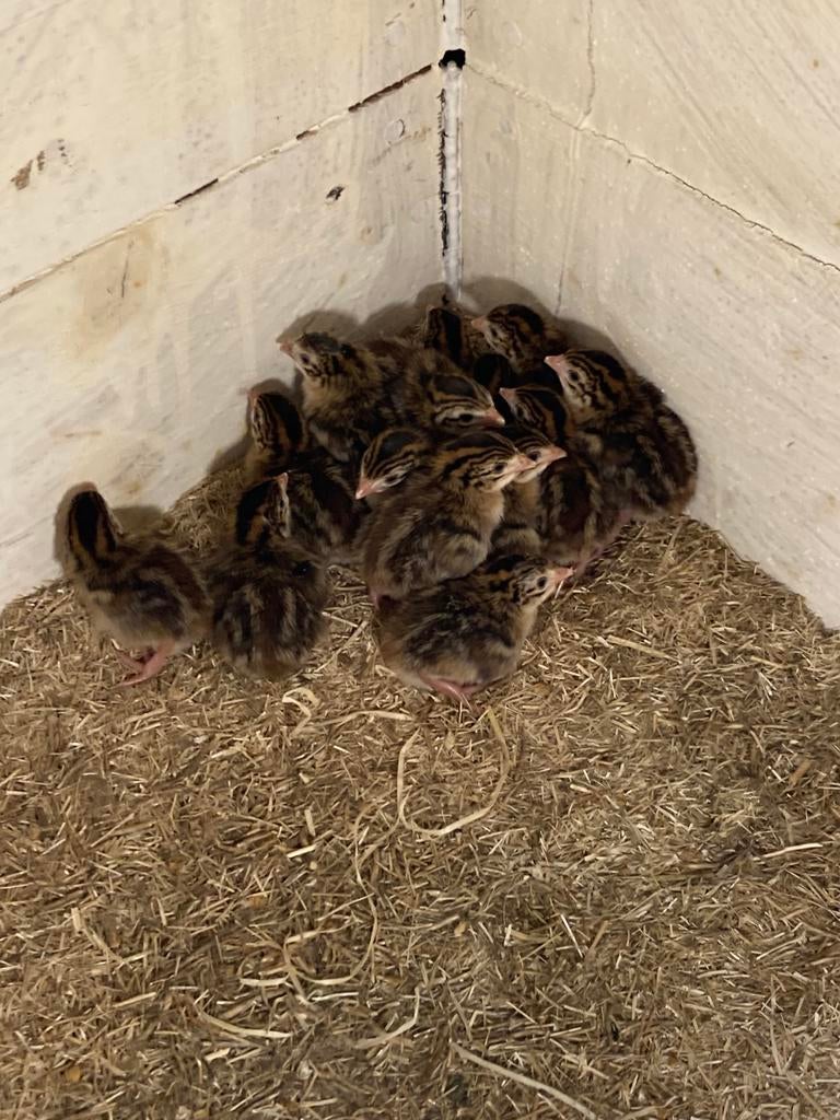 Poulet de pintade, Animaux & Accessoires