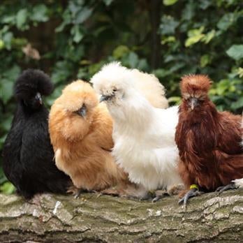 Jonge sierkippen, Dieren en Toebehoren, Pluimvee, Vrouwelijk, Kip